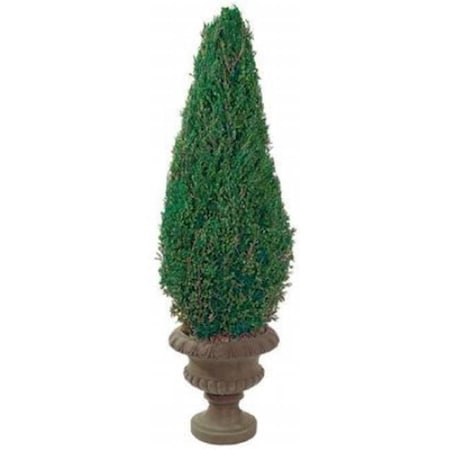 Forever Green Art Forever Green Art CON050P 50 in. Preserved Cone in Paper Mache Pot CON050P